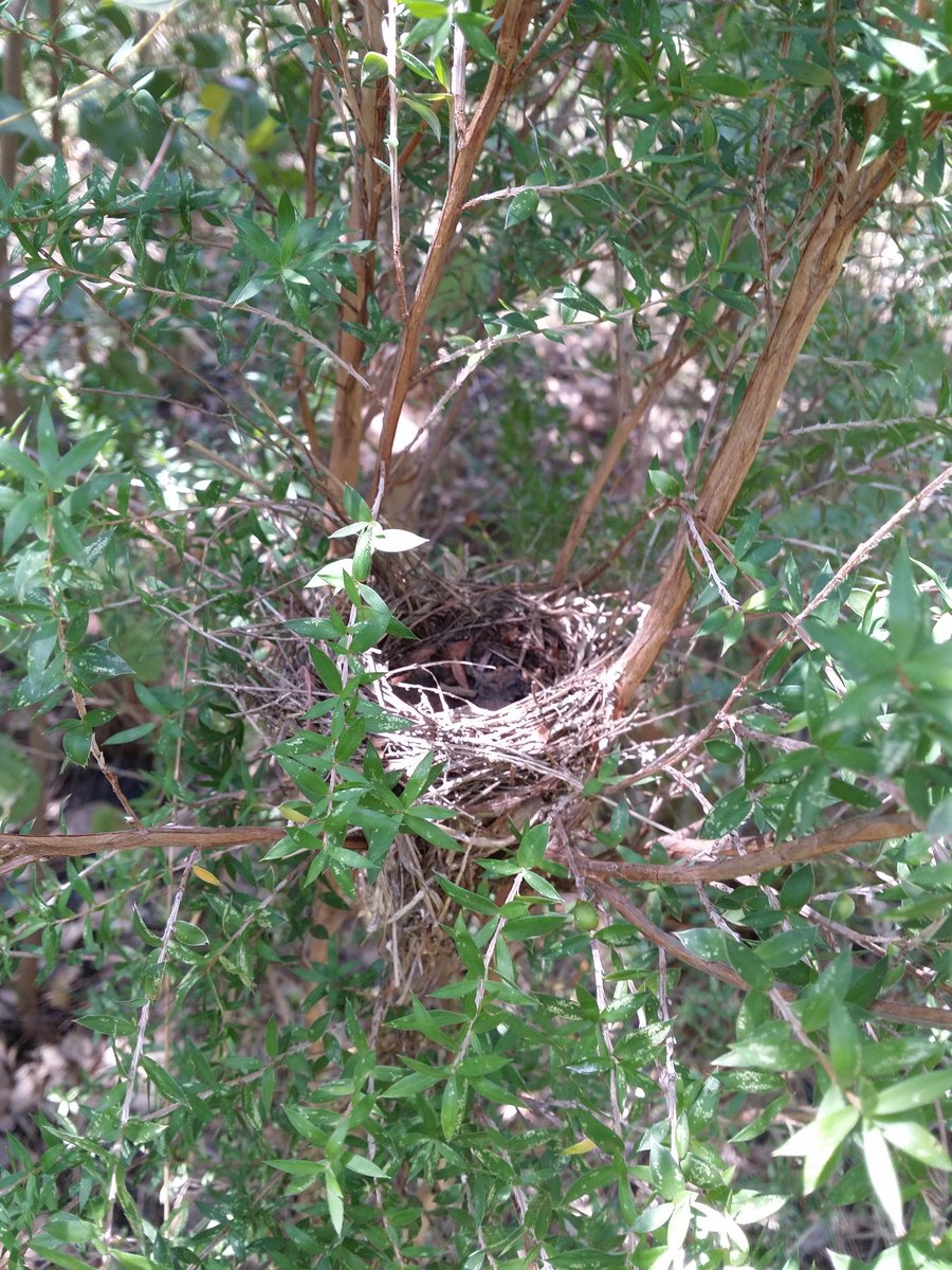 Nests in the #hehodown2014 plantings. Not hehos but still rewarding to see. 1 could be common blackbird however :/