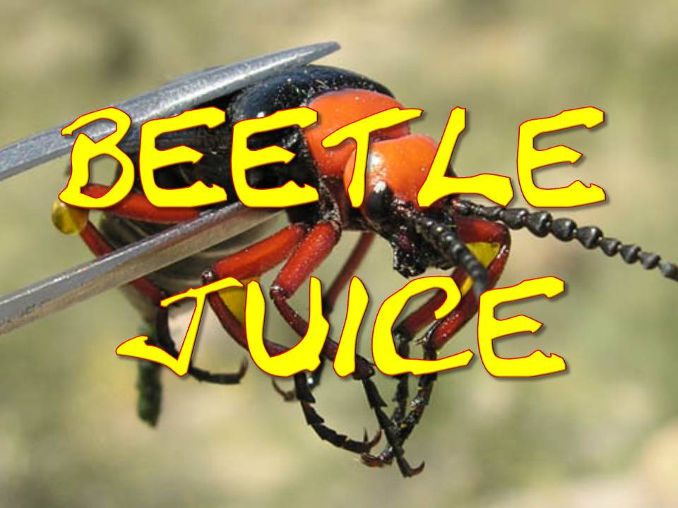 drzsvitamins's tweet photo. #beetle #juice #100happydays #enoughhashtagsalready #pasta #friends #happiness #veganism https://t.co/Sv4Kqu7ud6 https://t.co/WO57IWV717