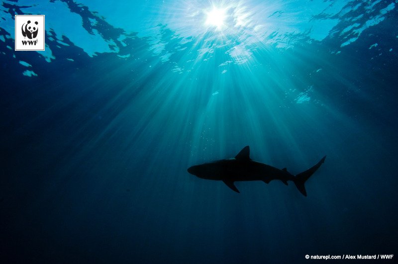 Yayasan WWF Indonesia tweet media