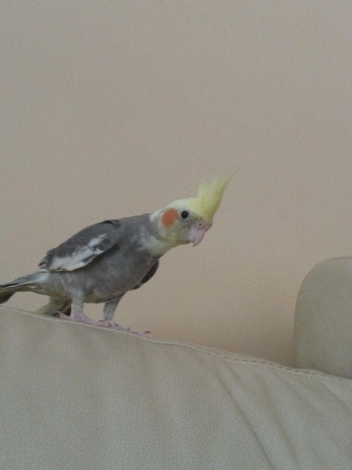 TikiParrot's tweet photo. Adventuring on the couch https://t.co/xy4FXw9sgS