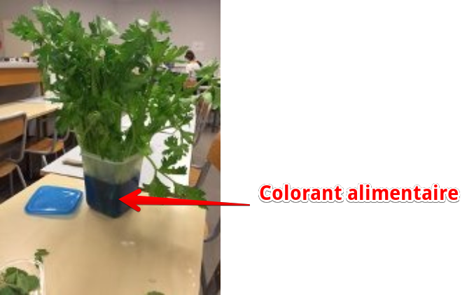 BeaufilsAudrey's tweet photo. Photo du montage expérimentale: des branches de céleri dans du colorant alimentaire bleu #FloraTS2015 #TPSève2015 https://t.co/t1JuYQHeyB