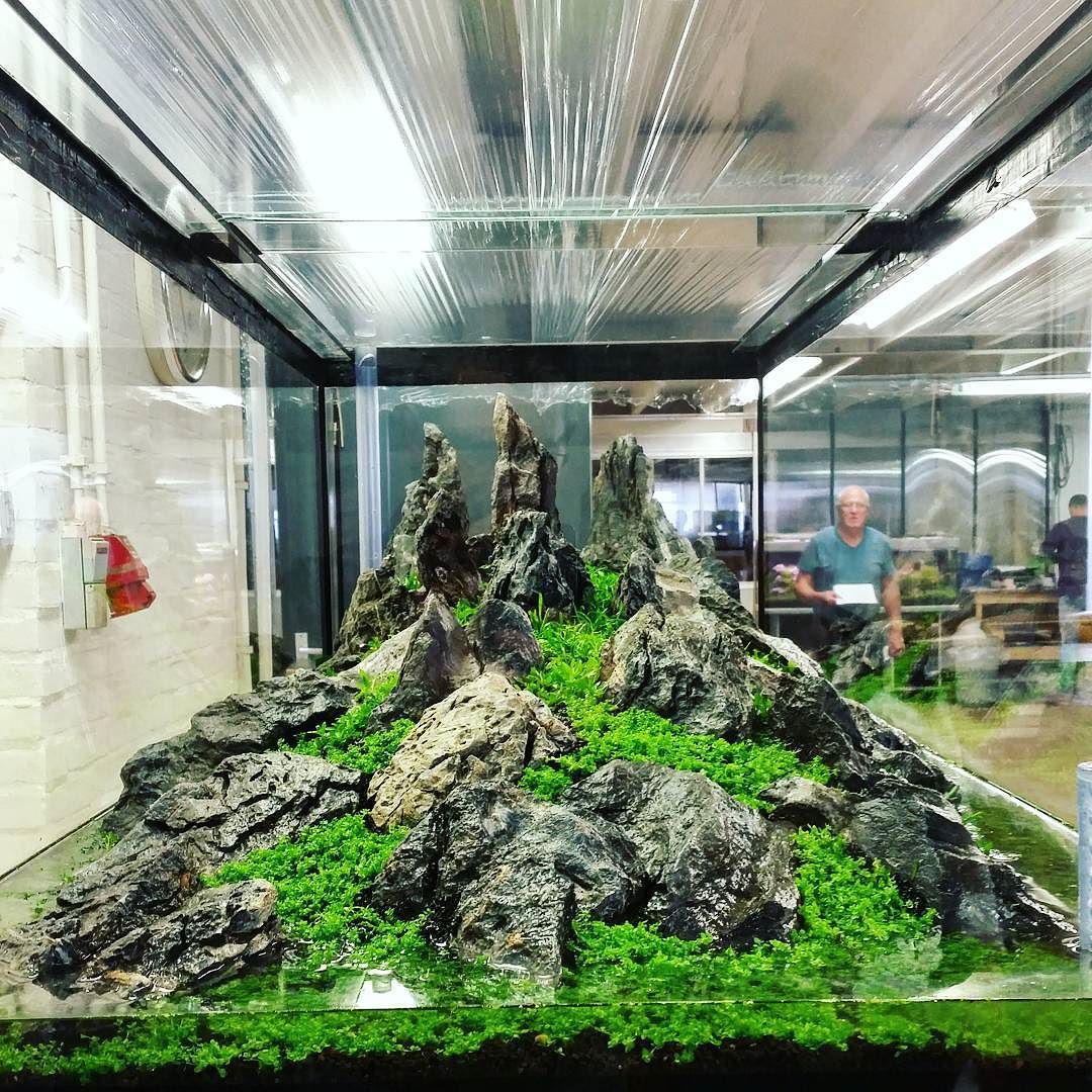 Pysgod_'s tweet image. Foto de @faaoaquascaping en Instagram - Wider side of the 180x70x45h #FAAO #Aquaflora #Aquascaping #Ruinemans #acua…
