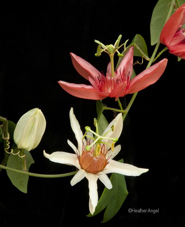 angelantics's tweet image. Passiflora aurantia fls show colour change - a visual cue to sunbird pollinators that learn cream fls have nectar
