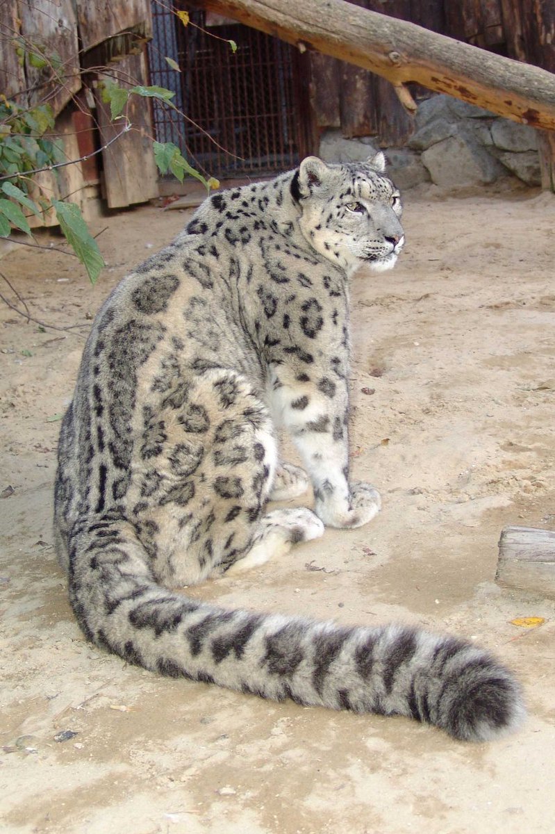 Ирбис (снежный барс) uncia uncia. Ирбис файл. - снежный барс (panthera uncia. Снежный барс ирбис бурятия. Снежный барс леопард snow leopard ирбис.