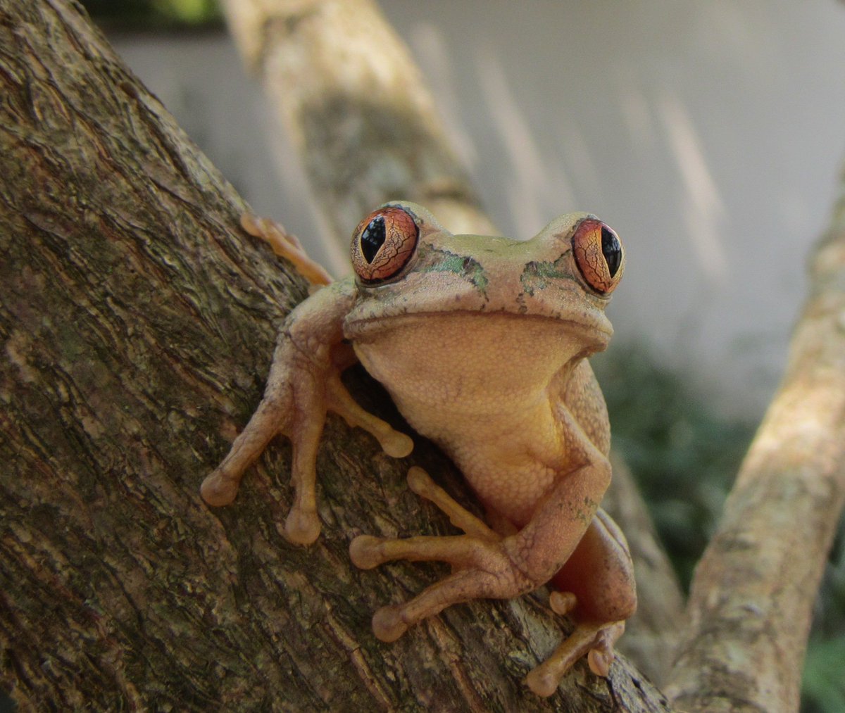 amphibiansorg's tweet photo. Join in the celebration of the hoppiest day of 2016: Leap Day for Frogs on Feb 27! https://t.co/SEkxzq4mS9 https://t.co/0zEdmhXuRp