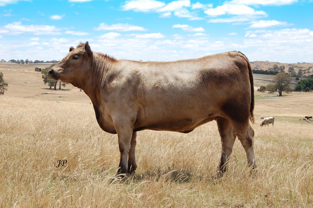 beyondthebull's tweet photo. Looking forward to #SABeef field days,see you @bottlesford1855 on Sunday for refreshments and a paddock walk https://t.co/UF3kiTKhjY