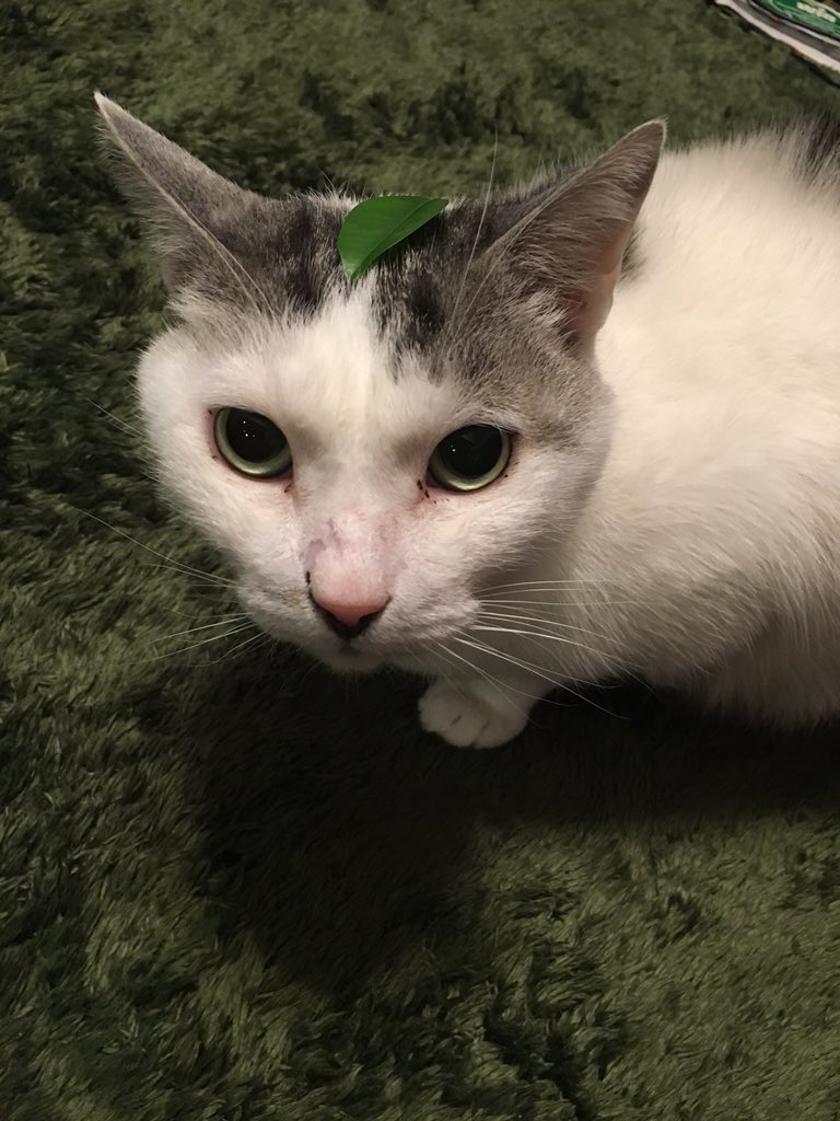 ねこ葉っぱ ねこ葉っぱ ねこ葉っぱ ねこ葉っぱ ねこ葉っぱ ねこ葉っぱ