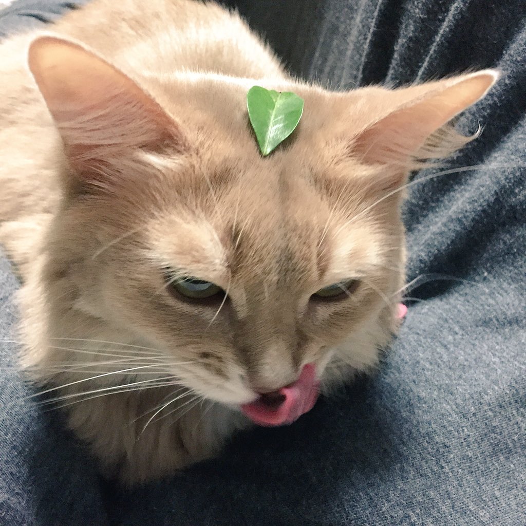 ねこ葉っぱ