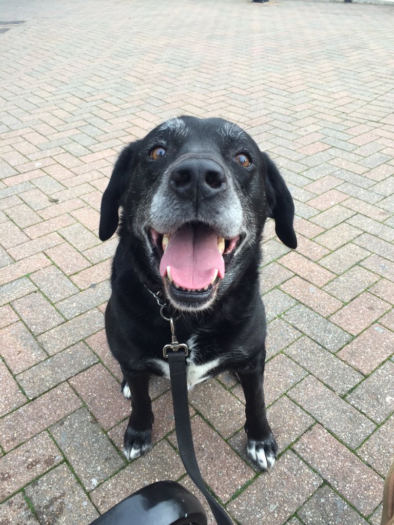 LauraReadx's tweet image. When you eat a yogurt at work and feel bad throwing away the pot because Scooby would love it! 🐶