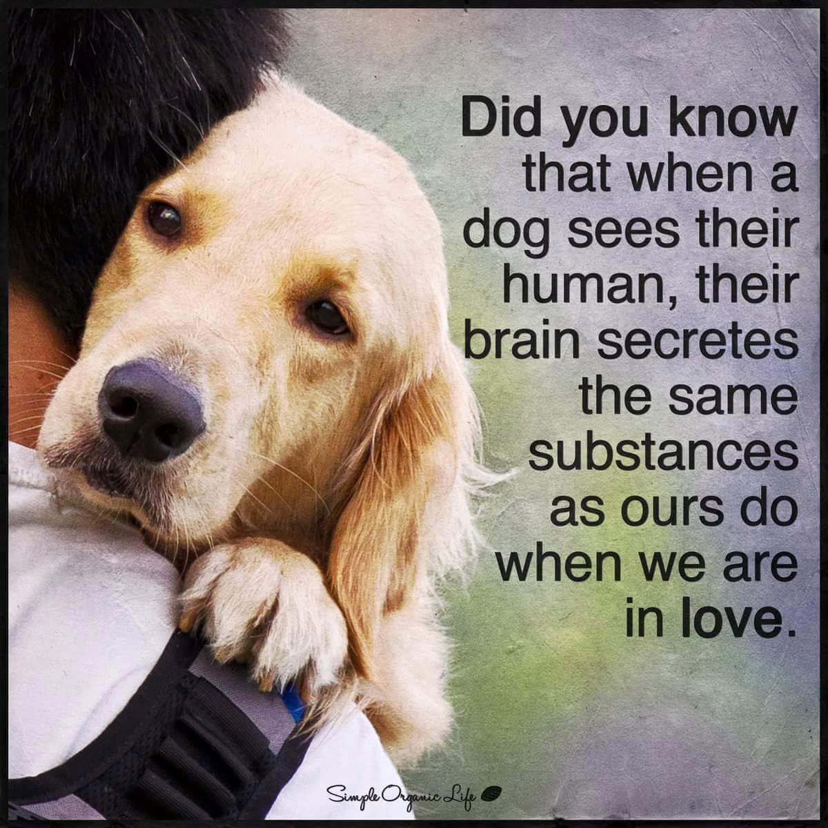 Dog_Walkerz's tweet photo. #doglover #dogwalker #fareham #homeboarding #walkies https://t.co/Hq4yRXwxm2