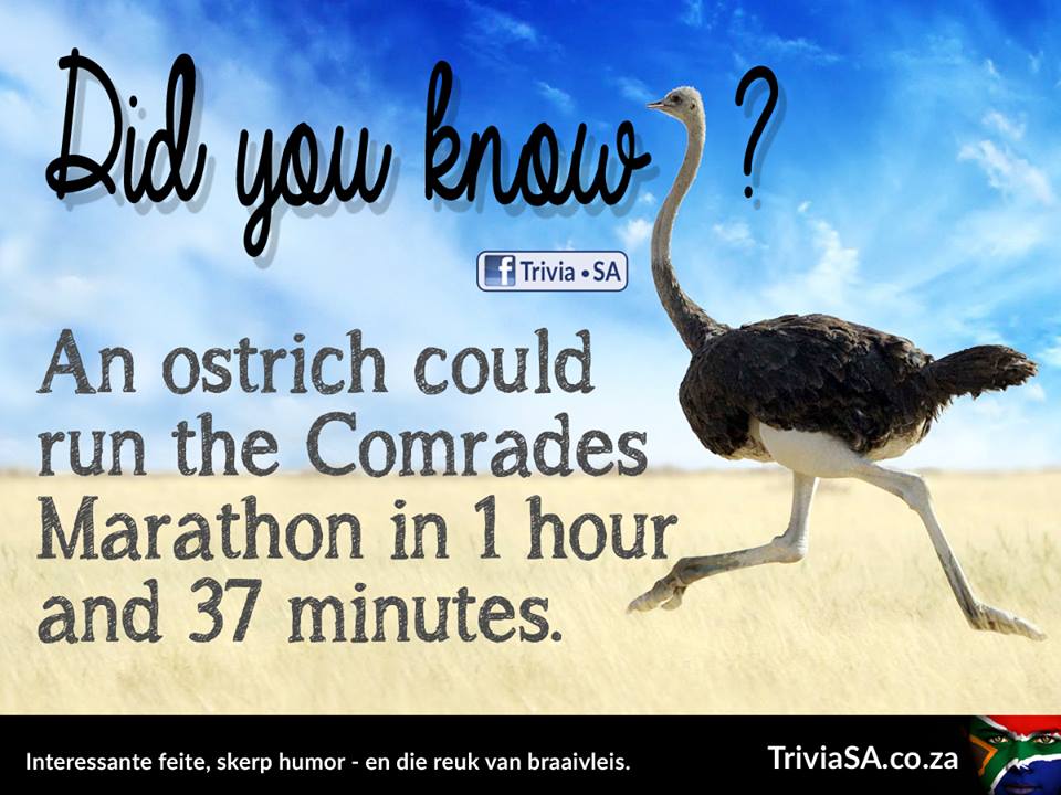 ComradesRace's tweet photo. It seems that @11Caz11 has met her match!  #FridayFun courtesy of @TriviaSA  :) https://t.co/zC3m1Hw305