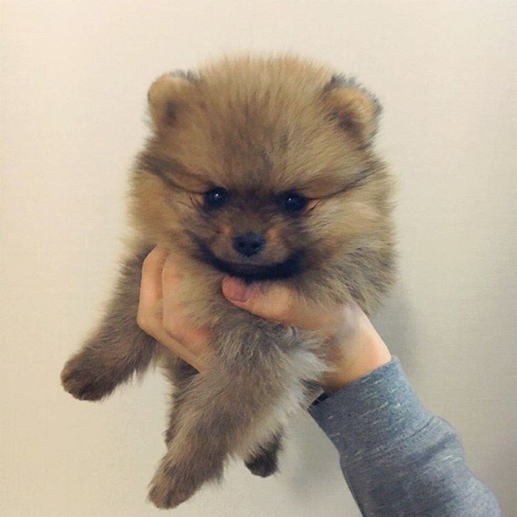 bapimagens's tweet photo. [#IG] 160205 | #Zelo "#OkCachorro #Agora #VocêÉMeu #Dongsaeng / #OkDog #Now #YouAreMy #Dongsaeng" https://t.co/6V0D4Bo21w