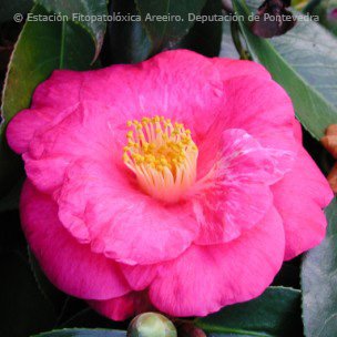 depo_es's tweet photo. Camelias da #EFAreeiro
#Adolphe #AkashigataLady Clare #AlbaPlena #Albear #Camellia https://t.co/JtVXdlmeLh