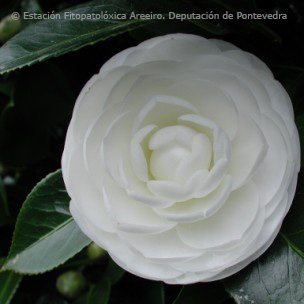 depo_es's tweet photo. Camelias da #EFAreeiro
#Adolphe #AkashigataLady Clare #AlbaPlena #Albear #Camellia https://t.co/JtVXdlmeLh