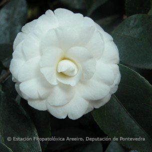 depo_es's tweet photo. Camelias da #EFAreeiro
#Adolphe #AkashigataLady Clare #AlbaPlena #Albear #Camellia https://t.co/JtVXdlmeLh