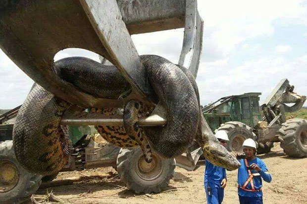بالصور :أضخم ثعبان في التاريخ بالبرازيل يحتاج لرافعة لنقله 