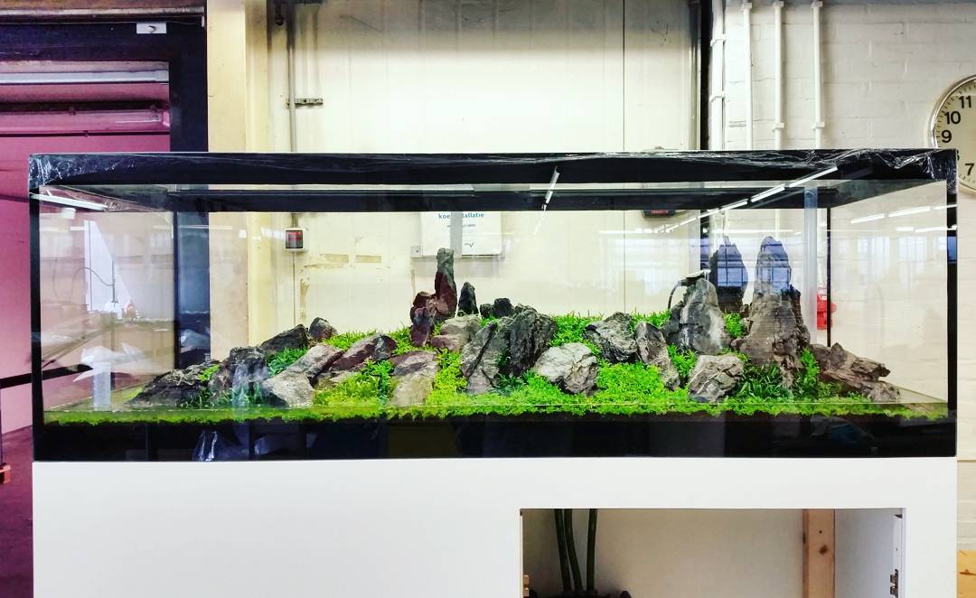 Pysgod_'s tweet image. Foto de @faaoaquascaping en Instagram - 180x70x45h - back view (this tank can be seen from all sides) #FAAO #Aquafl…