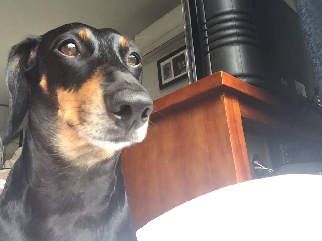 wobbsandg's tweet photo. Contemplating the rain outside! #topeeornottopee #lowriderproblems #wetbellydrama https://t.co/C5ozqkr4cQ