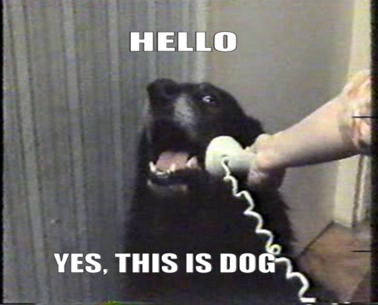 Puppies Are Dicks (@puppiesaredicks) on Twitter photo 