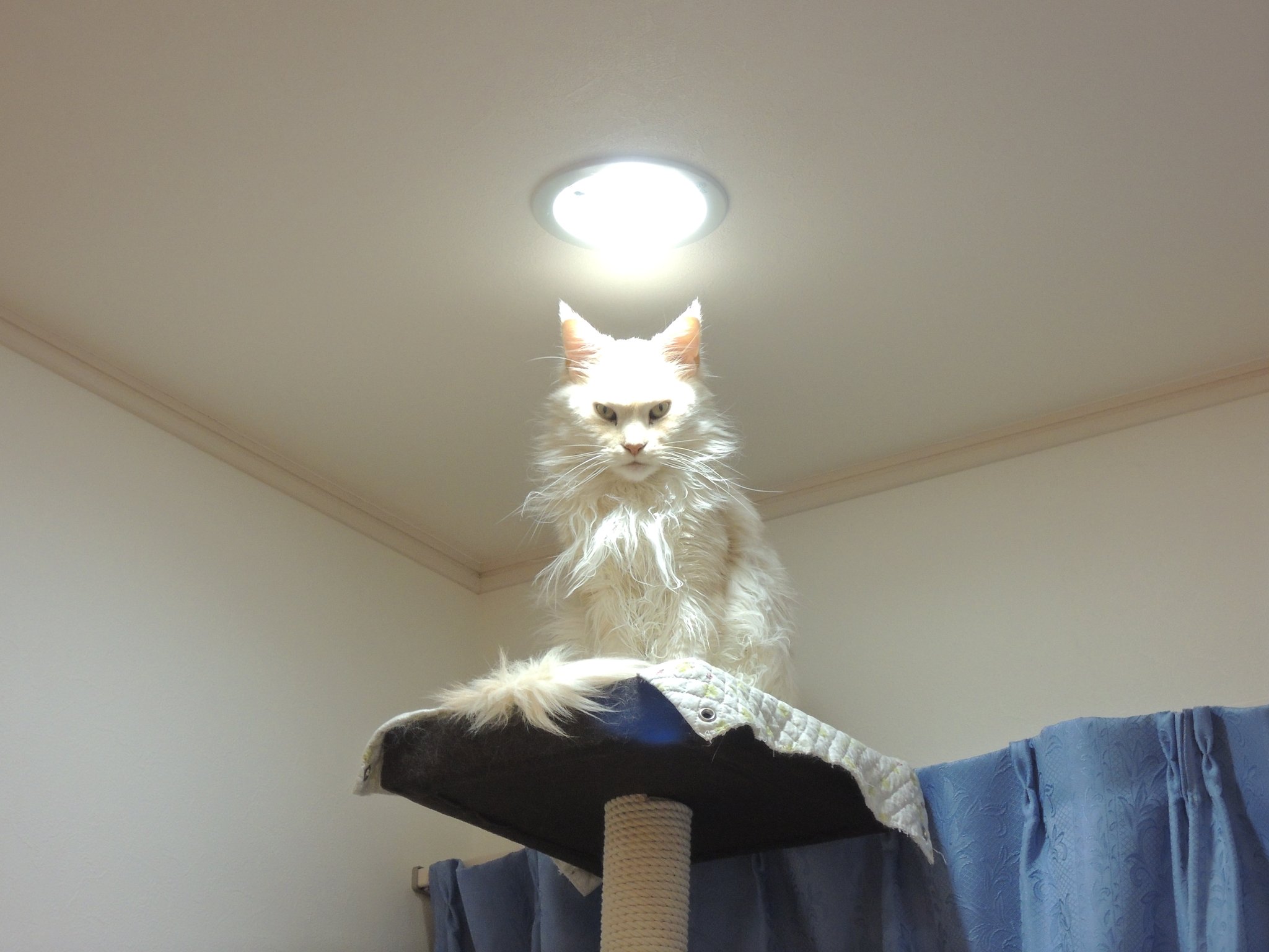 Кот Бог