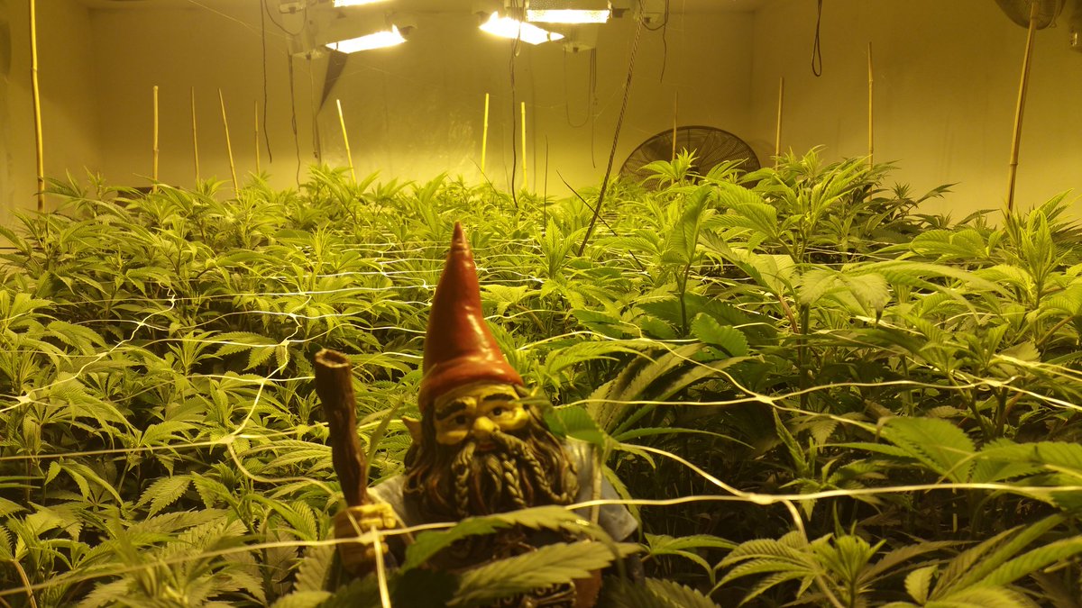 GoodHerbPodcast's tweet photo. #GnomieHomies getting it in with #cherrycheeks707 thanks for the help #transparentfarming https://t.co/1ttVJ53ZQX