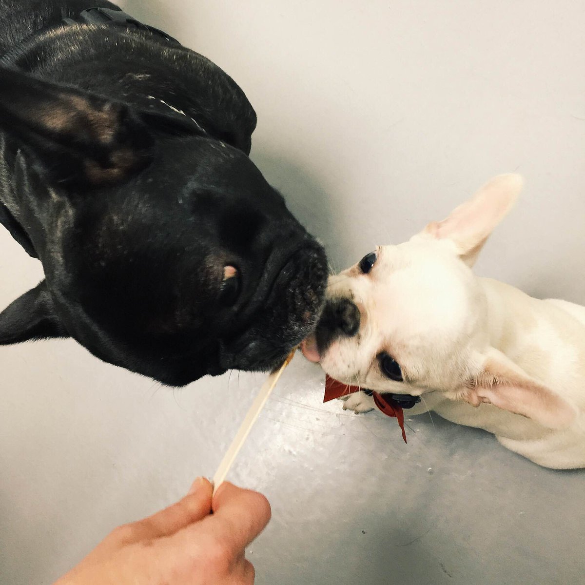Ivy was kind enough to share some of her peanut butter with her brother, Santo. #veterinarycare #pethealth