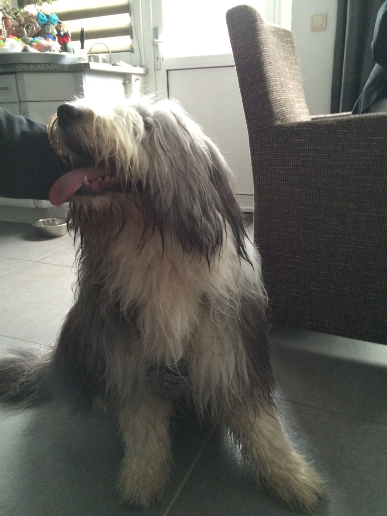 Braekend:  Samson ontvink hoésorde van prins Leon I van <a href="/deVaegers/">V.G. de Vaegers</a>