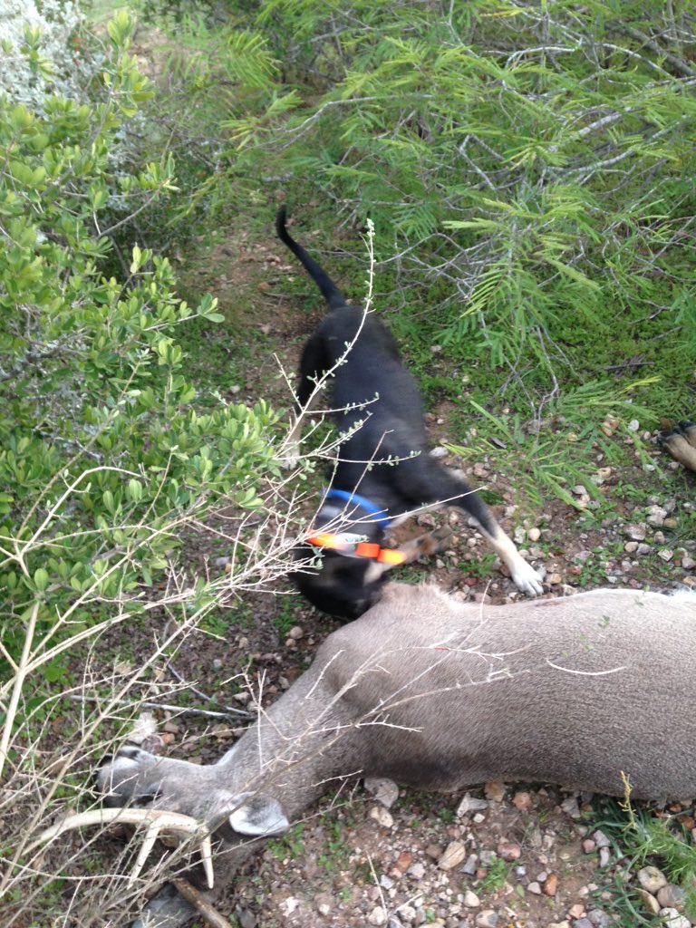 bdart82's tweet photo. "Windy" found her 3rd deer of the season in no time! @TrinityRanchTX  #deerdog #bloodtracker https://t.co/CScgQVRG7p