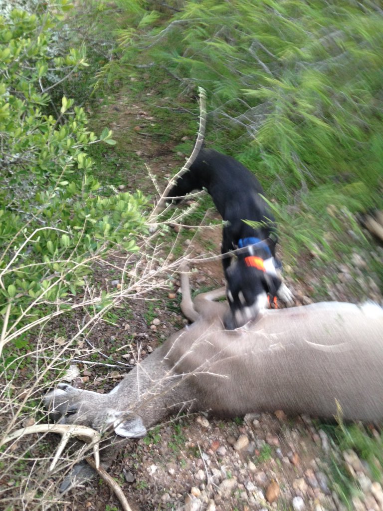 bdart82's tweet photo. "Windy" found her 3rd deer of the season in no time! @TrinityRanchTX  #deerdog #bloodtracker https://t.co/CScgQVRG7p