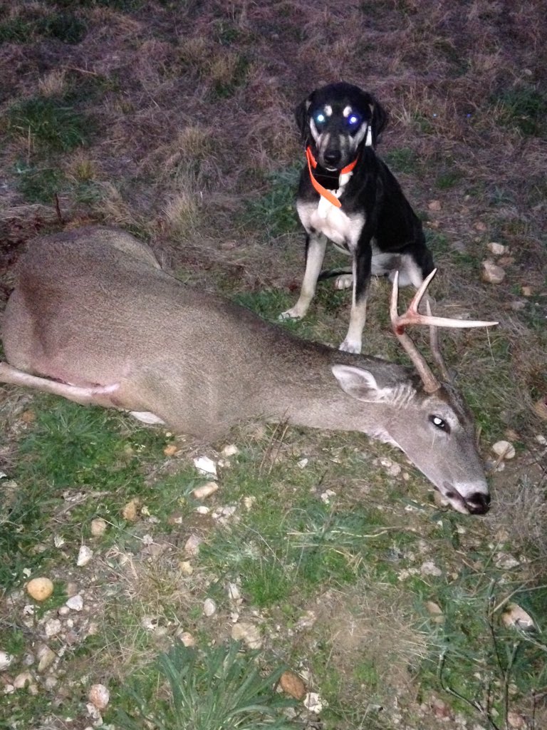 bdart82's tweet photo. "Windy" found her 3rd deer of the season in no time! @TrinityRanchTX  #deerdog #bloodtracker https://t.co/CScgQVRG7p