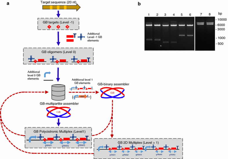 Now you can use #GoldenBraid as a toolbox for #CRISPR genome editing <a href="/IBMCP/">IBMCP - Instituto de Biología Molecular y Celular</a> <a href="/dorzaez/">dorzaez</a> buff.ly/1TFUBup