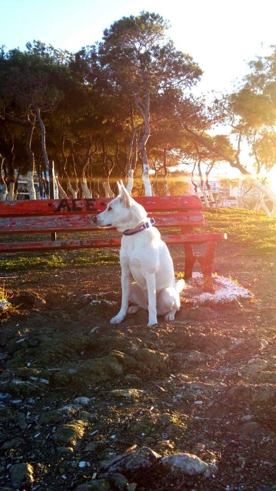 BestDog_Food's tweet photo. Gorgeous, don't you think? 
#Freshpet #Dogs #Doglovers https://t.co/QkfOxfX6My