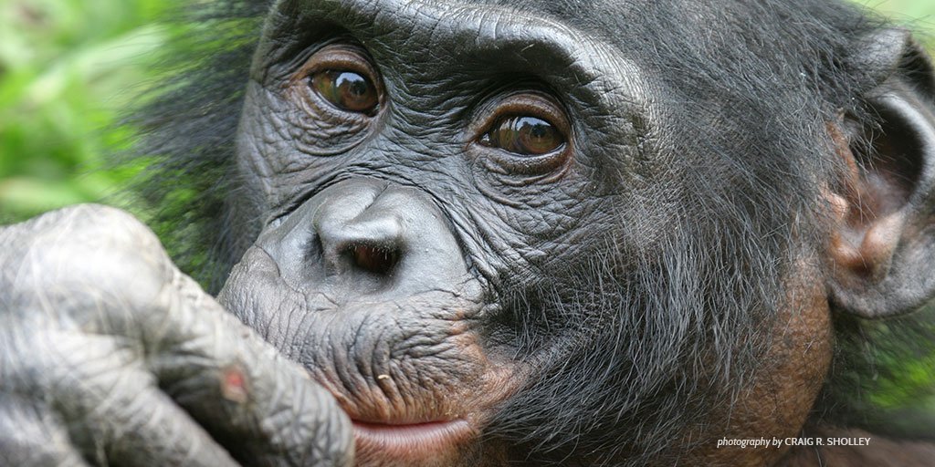 AWF_Official's tweet photo. CharityWatch has named AWF a top-rated charity, affirming our commitment to accountability and transparency! https://t.co/6VRjQcCqBo https://t.co/M3MFQX7Rwe