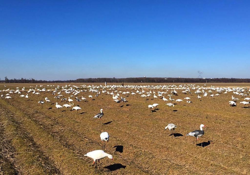 TonyVandemore's tweet photo. My needs are simple. #WhiteSpread #FowlFriday
#BehindTheHunt #HabitatFlats #UAFowl #Snows… https://t.co/xJJA4HWroC https://t.co/Bq1BGldjkk
