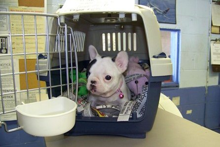 Frenchie Airlifted to Europe frenchbulldogfanclub.com/frenchie-airli…