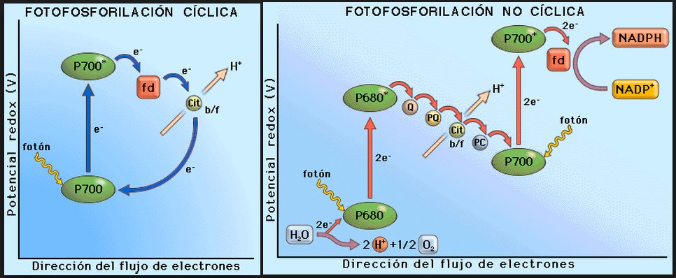 fatima1rodrigu1's tweet photo. @agorajavier #cíclica #aciclica https://t.co/HV9EGel5oy