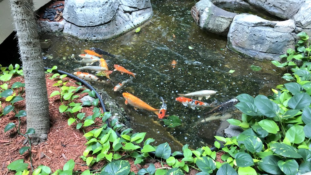 BenMarks's tweet image. Easily the best thing about @SunShinePHP is the sashimi bar! #ssphp16