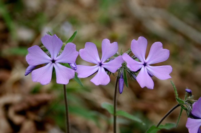 Plant More Plants tweet media