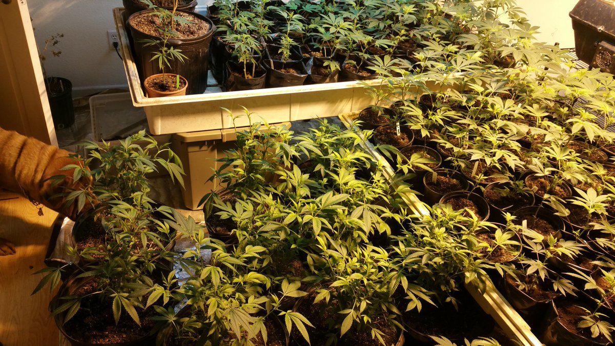 GoodHerbPodcast's tweet photo. #transparentfarming is what I feel my clients and patients deserve. They have the right to how I grow there meds. https://t.co/ufII1kIieI