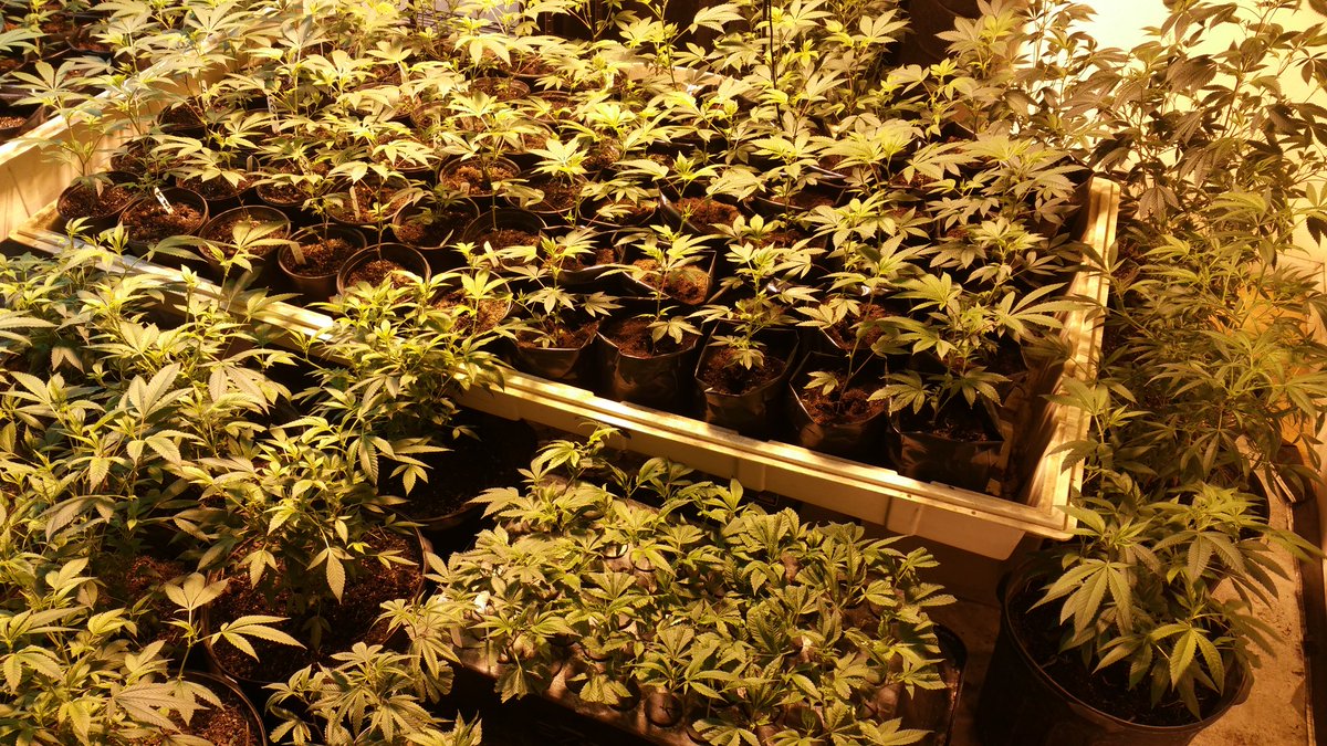 GoodHerbPodcast's tweet photo. #transparentfarming is what I feel my clients and patients deserve. They have the right to how I grow there meds. https://t.co/ufII1kIieI