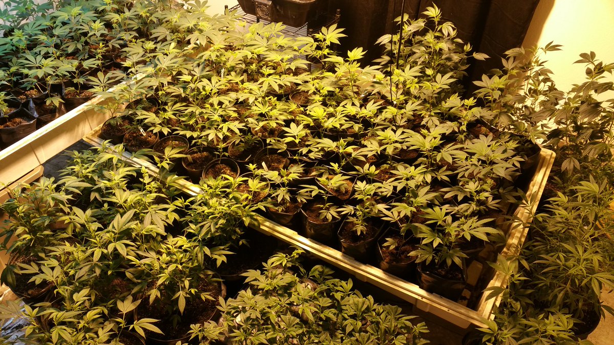 GoodHerbPodcast's tweet photo. #transparentfarming is what I feel my clients and patients deserve. They have the right to how I grow there meds. https://t.co/ufII1kIieI