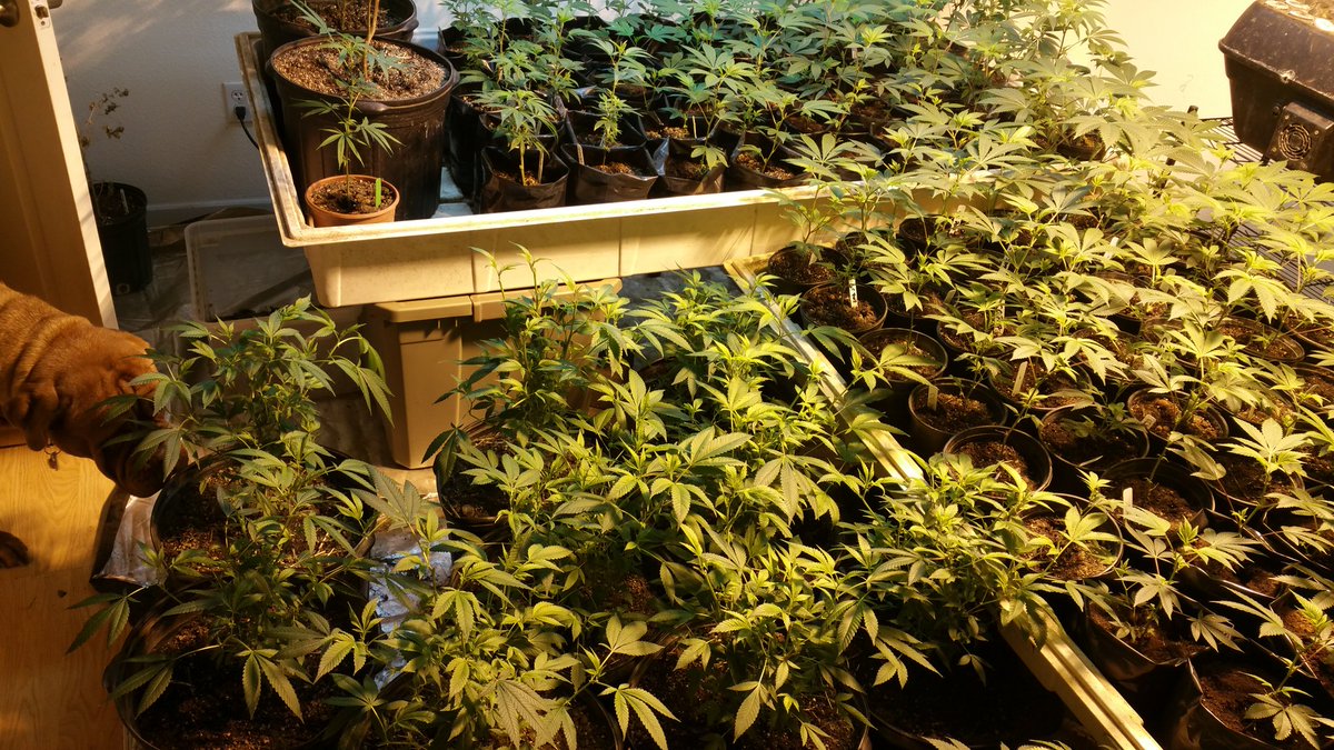GoodHerbPodcast's tweet photo. #transparentfarming is what I feel my clients and patients deserve. They have the right to how I grow there meds. https://t.co/ufII1kIieI