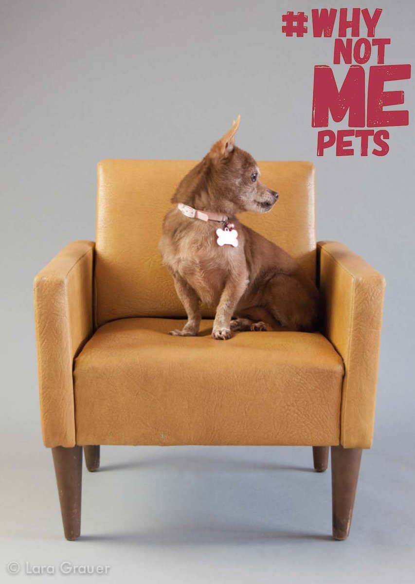 duganfoundation's tweet photo. Wine me, dine me, get on my good side. #Adopt #Fiona, #WhyNotMePets, @EmeraldCityPet 
 https://t.co/bDPM98diDS https://t.co/ivpPYsDLfT