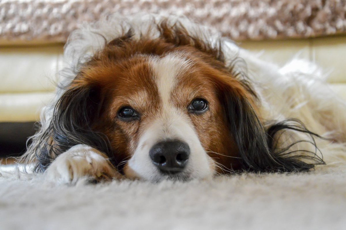 Get rid of unwanted carpet odours with household staples #bakingsoda or #vinegar.Learn more on our Facebook page.