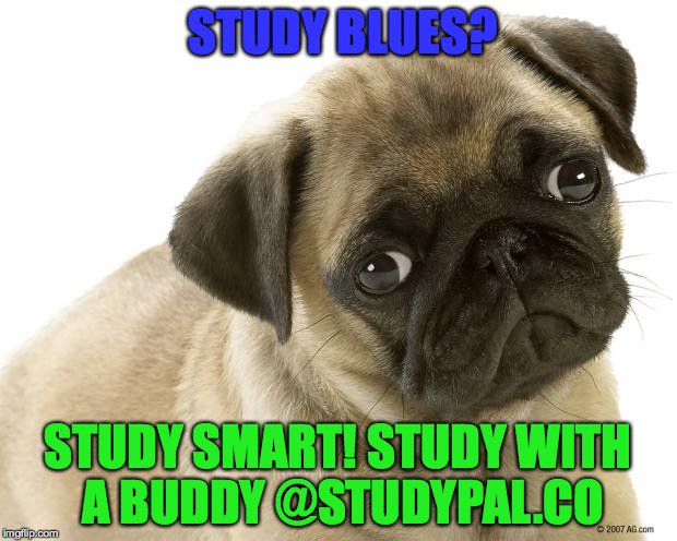 StudyPalCo's tweet image. Winter Blues OR #StudyBlues? Join thousands looking for study buddies @StudyPalCo #startup #accounting #PMP #premed