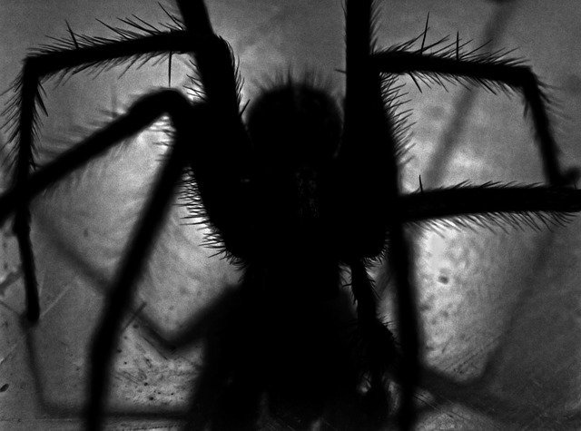 CarnivalHorrors's tweet photo. Are you afraid of Spiders?
#spiders #hauntedhouse #fear #hauntlife #screampark #hauntfreek #creepy https://t.co/doq2sOObRD