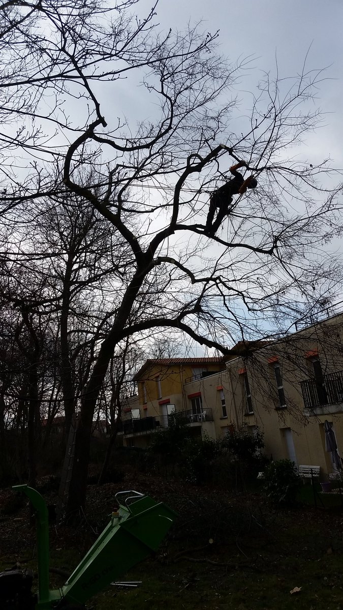Pi_Guill's tweet photo. #piforcheron taille des arbres dans le sous-bois https://t.co/B7YqJpufiK