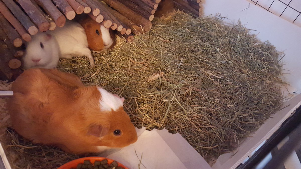 GuineaCollected's tweet photo. We will just chill while you clean the cage, daddy ๐
#GuineaPig #guineapigs #Cavy #GuineaCollected https://t.co/7BGYyIwbJr