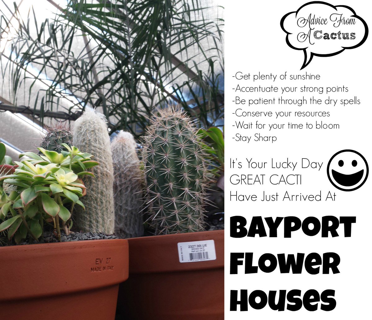 #cactus #bayportflowerhouse NEW Cacti at <a href="/BayportFlower/">BayportFlowerHouses</a>