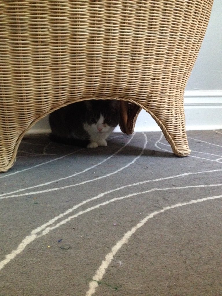 cat30555601's tweet photo. I'm hiding from you https://t.co/Rm33lLqSdC